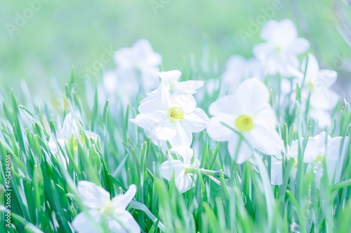  White daffodils in early spring. Pastel image.