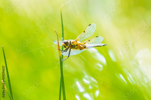 Close-up of a four-spotted chaser Libellula quadrimaculata dragonfly photo