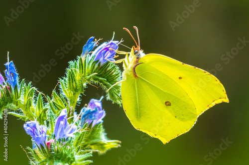 Common brimstone butterfly gonepteryx rhamni, on Buddleja