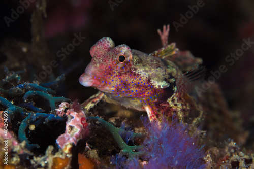 Pink dragonette fish on coral reef