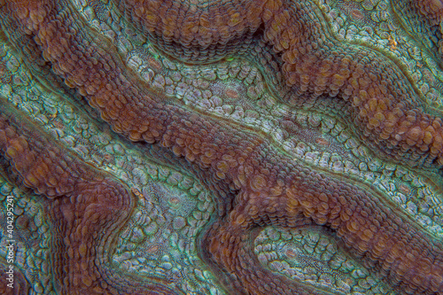 Close up detail of coral polyps on coral reef 