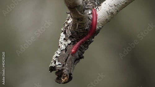 Macro: Stunning segmented Red Millipede explores end of tree branch photo