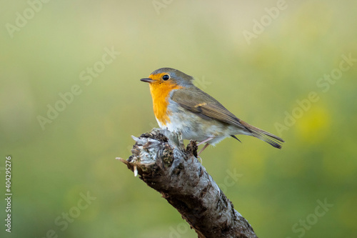European robin bird Erithacus rubecula perched