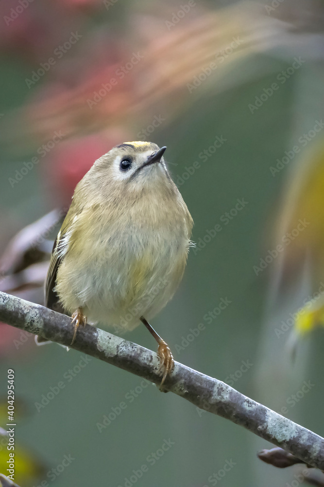 Goldcrest bird, Regulus regulus, foraging through branches of trees and bush Goldcrest bird, Regulus regulus, foraging through branches of trees and bush