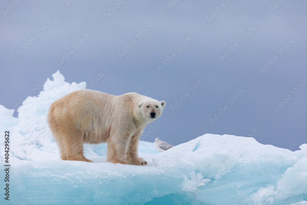 Polar bear on floating ice relaxing after hunting. Polar bear on floating ice relaxing after hunting.