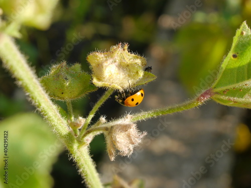seven-spotted ladybug צשברם