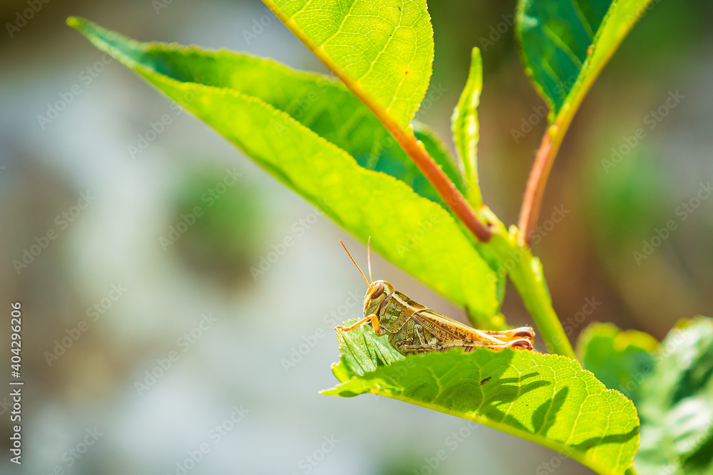 Beautiful grasshopper Acrididae resting in sunlight Beautiful grasshopper Acrididae resting in sunlight