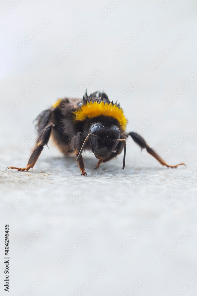 Large earth bumblebee Bombus terrestris closeup Large earth bumblebee Bombus terrestris closeup