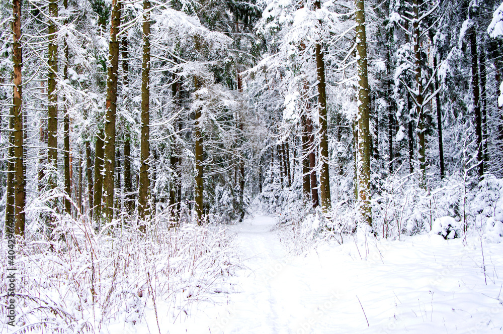 Fototapeta premium Winter snowy forest with conifers and a path through it