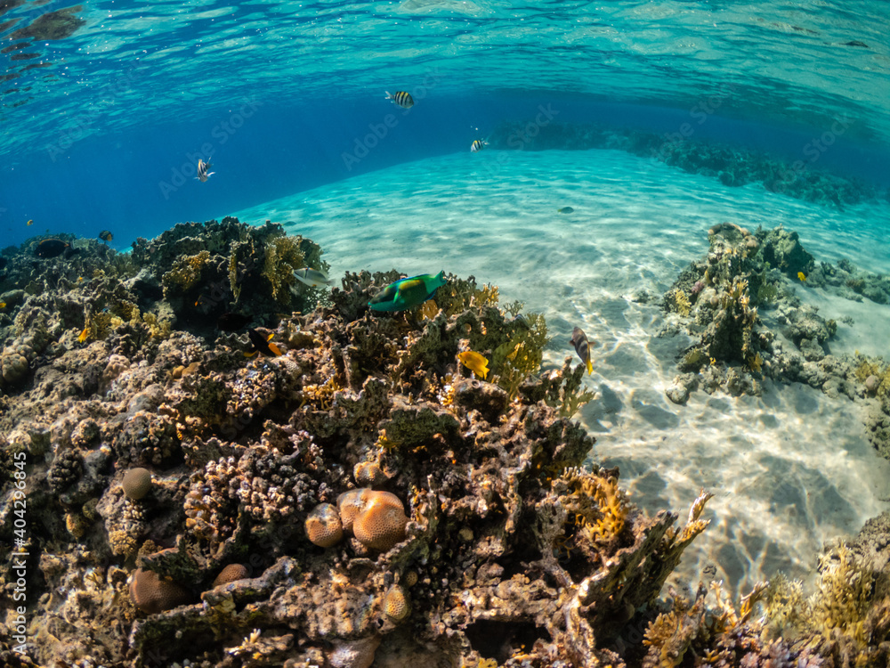 Fototapeta premium Beautiful coral reef with colorful parrotfish in the Red Sea