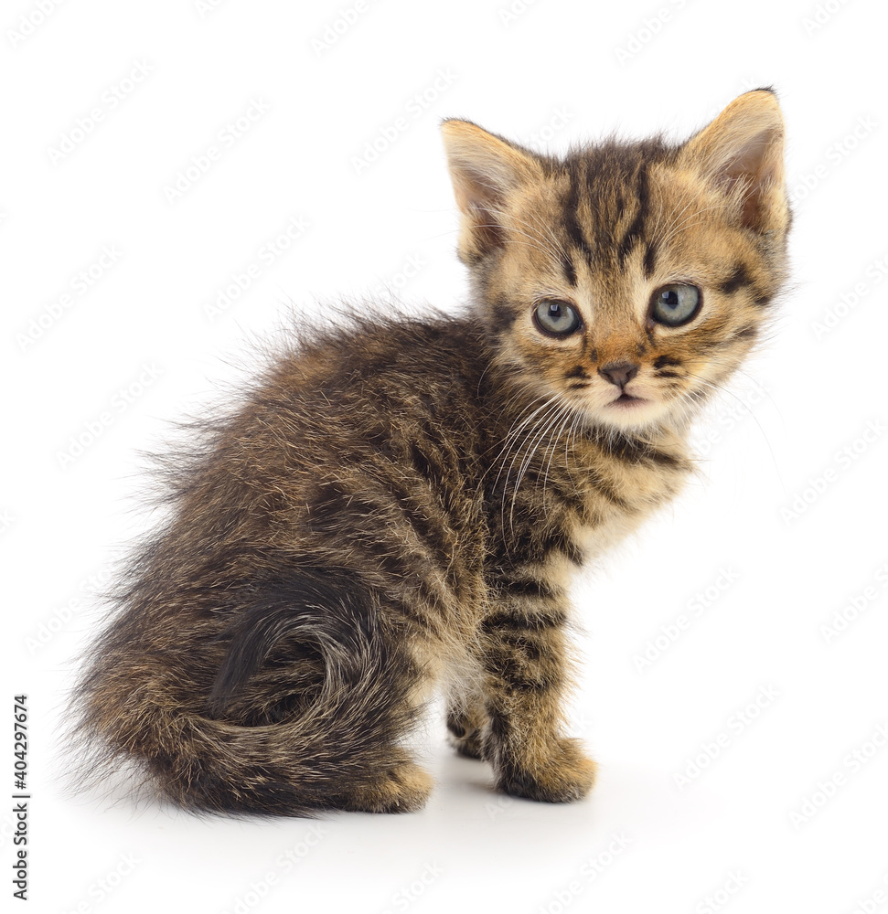 Kitten on white background. Kitten on white background.