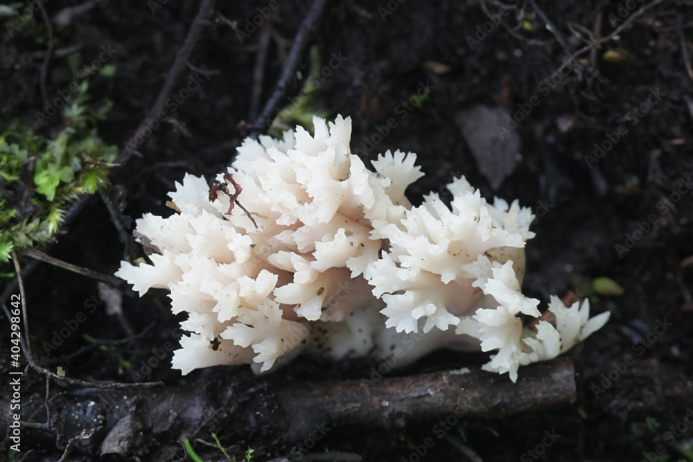 Clavulina cristata, known also as Clavulina coralloides, the white coral fungus or the crested coral fungus, wild mushroom from Finland Clavulina cristata, known also as Clavulina coralloides, the white coral fungus or the crested coral fungus, wild mushroom from Finland