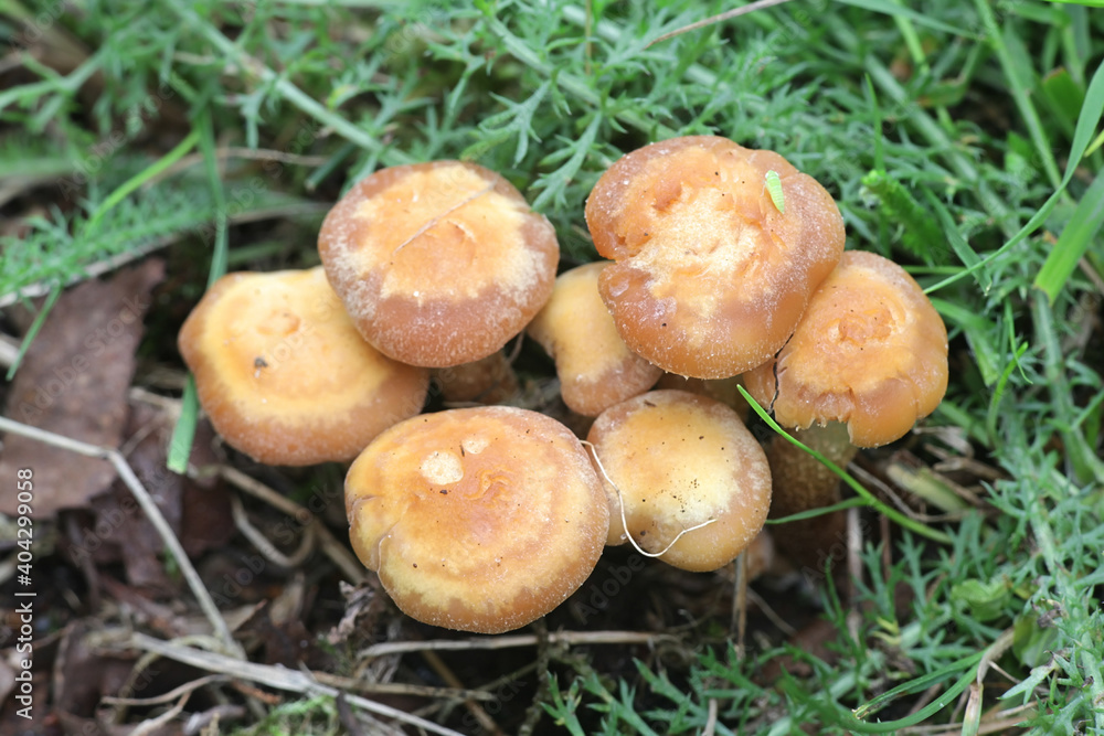 Kuehneromyces mutabilis, also known as Pholiota mutabilis), sheathed woodtuft, edible wild mushroom from Finland Kuehneromyces mutabilis, also known as Pholiota mutabilis), sheathed woodtuft, edible wild mushroom from Finland