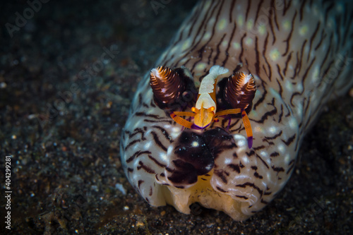 Emperor shrimp riding funeral jorunna nudibranch - Jorunna funebri photo