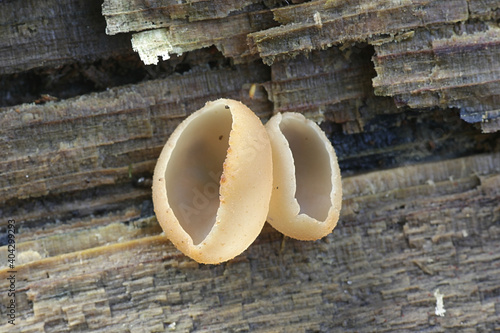 Peziza varia, a cup fungus from Finland with no common english name photo