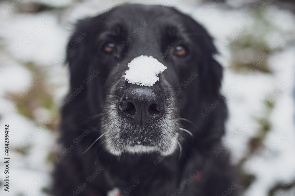 Close portrait of black labrador mix dog with a lot of snow on the nose and white  bokeh background