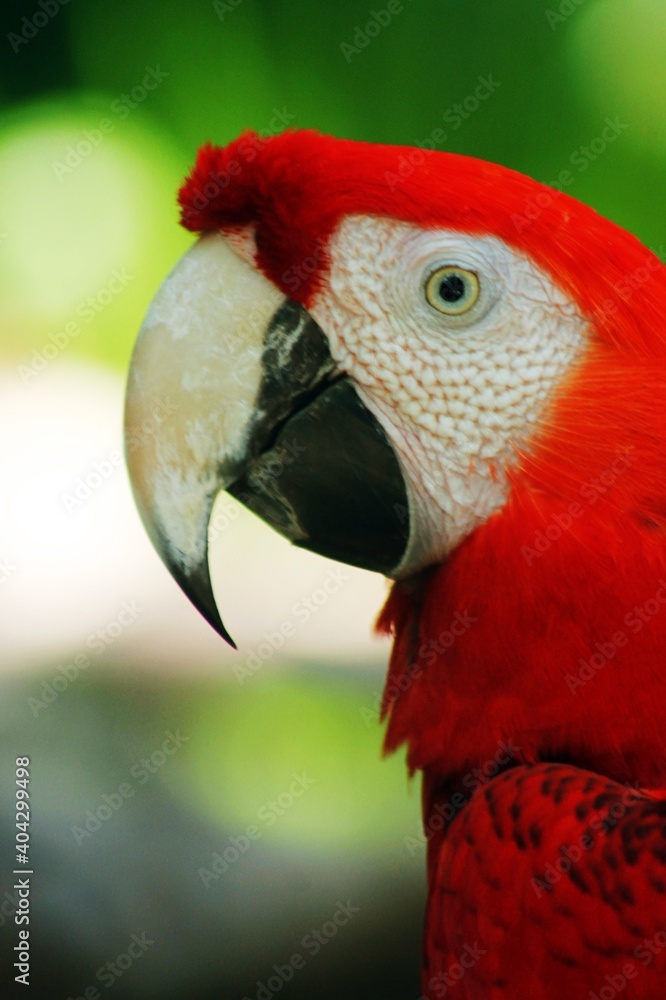 Close-up of a parrot's face where its eye and its beak can be seen