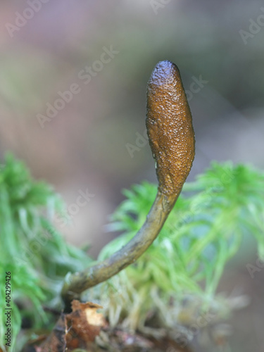 Tolypocladium ophioglossoides, known as the snake's tongue, golden thread cordyceps or snaketongue truffleclub, wild medicinal mushroom from Finland photo