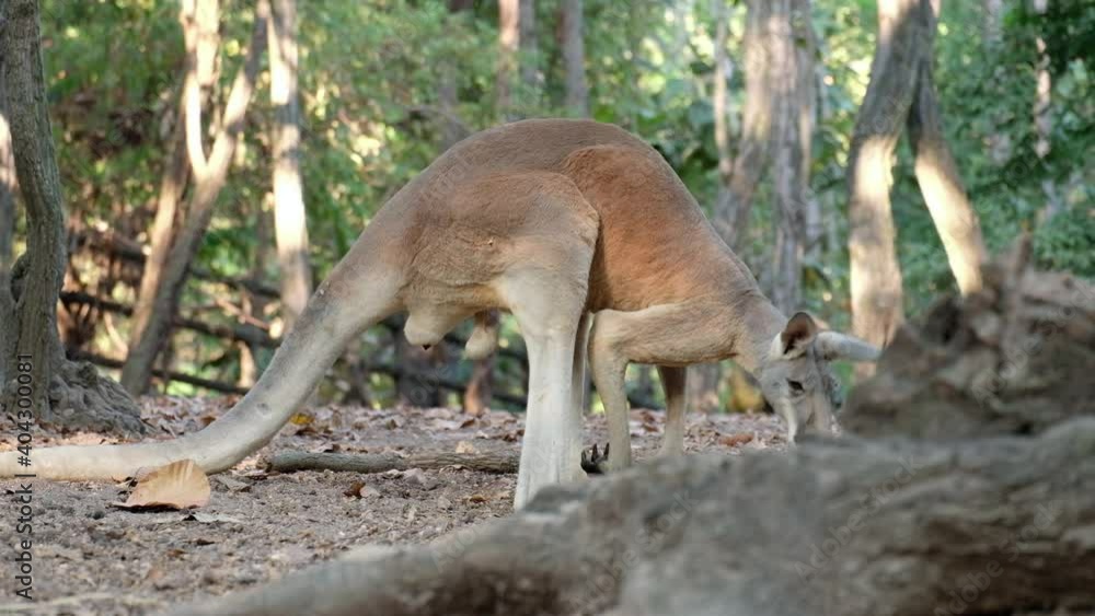 Different actions of the kangaroo during the day. Different actions of the kangaroo during the day.
