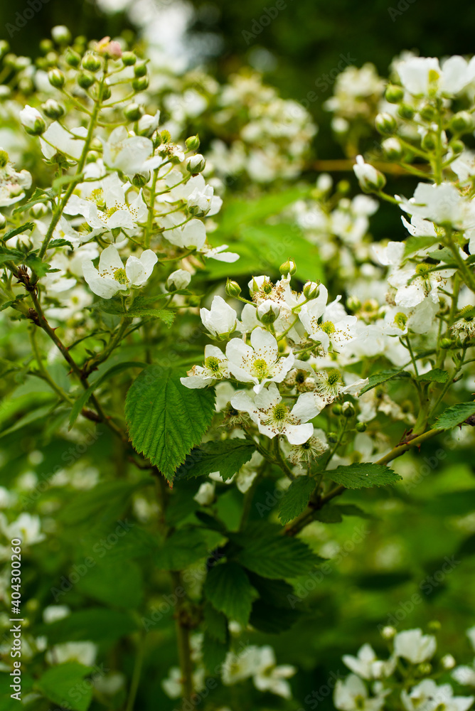 A large number of spring flowers of a blackberry farm plantation A large number of spring flowers of a blackberry farm plantation