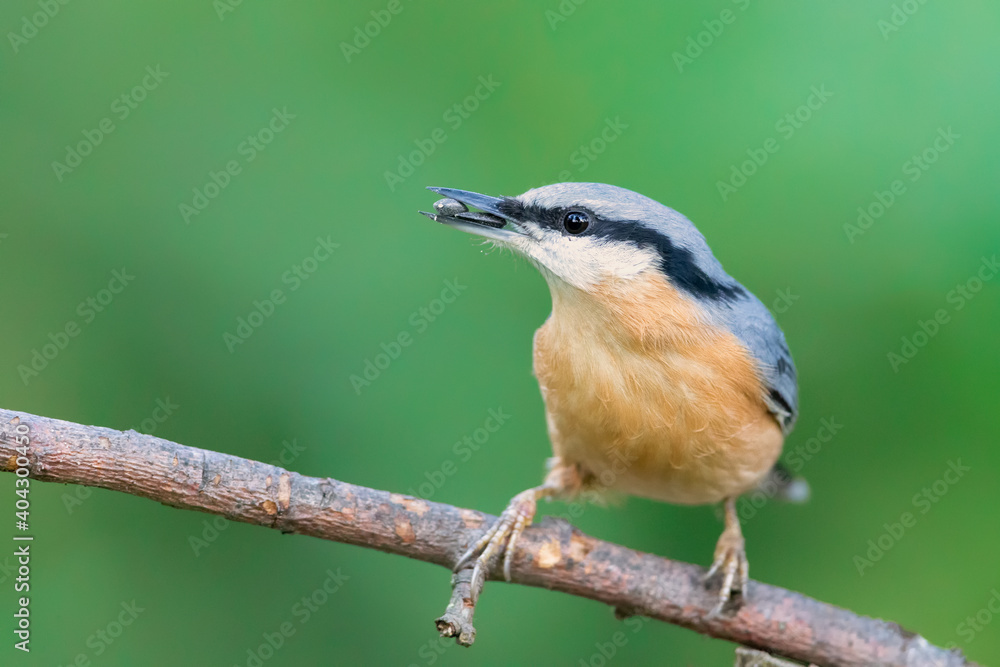 Obraz premium Eurasian nuthatch (Sitta europaea) feeding on sunflower seeds in autumn.