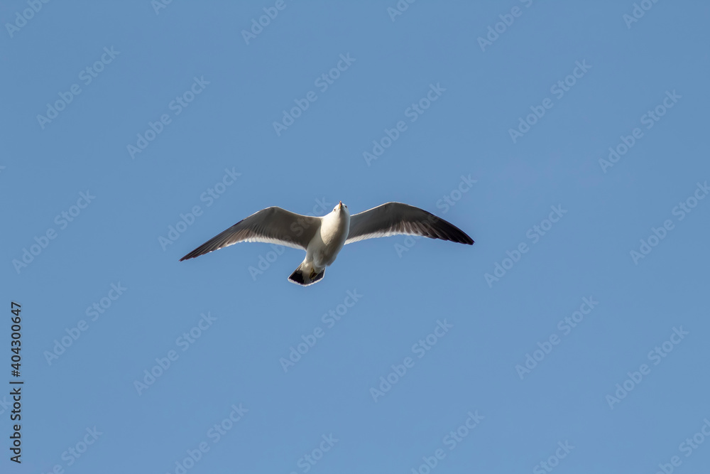 Seagull flying in the sky