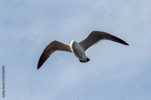 Seagull flying in the sky