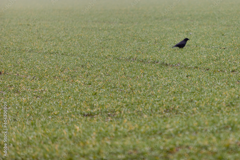 green meadow with a black crow looking for food, Corvus corone green meadow with a black crow looking for food, Corvus corone