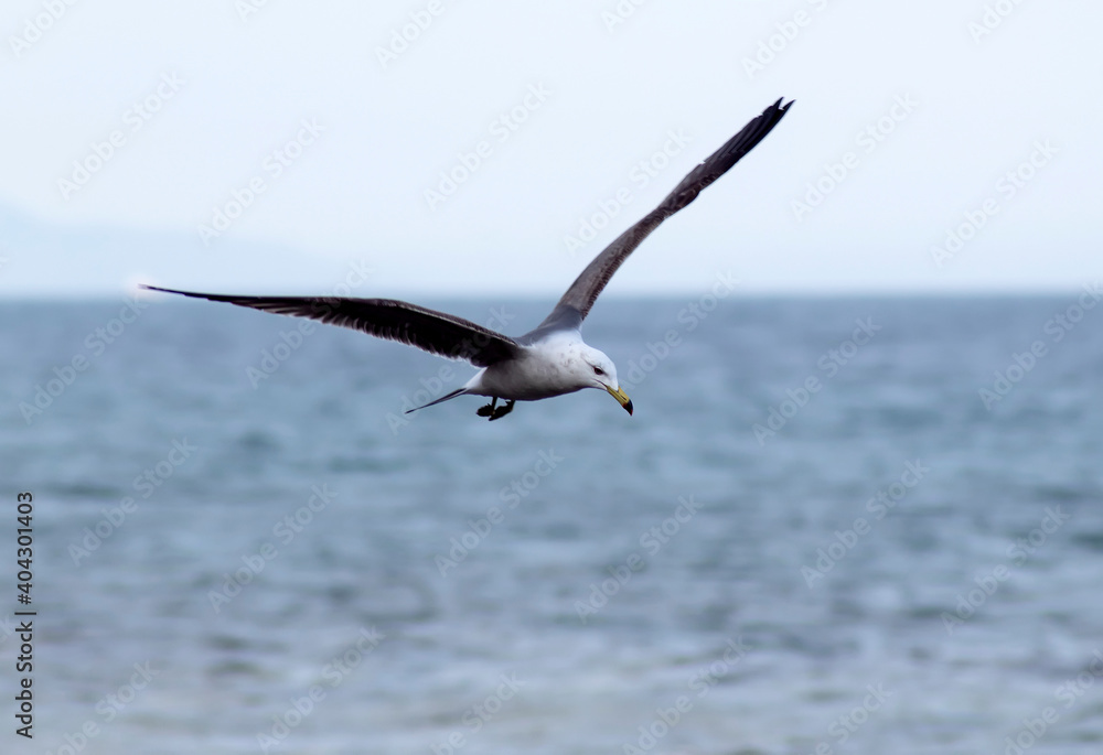 Obraz premium Seagull flying over the sea
