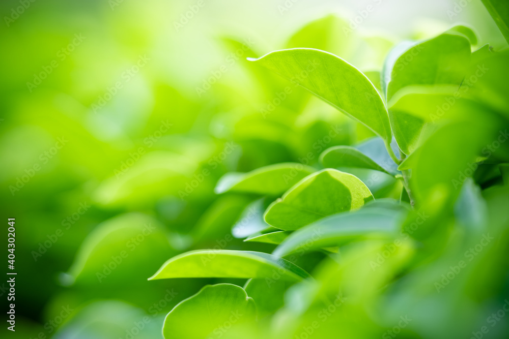Close up fresh nature view of green leaf on blurred greenery background in garden with copy space using as background, natural green plants landscape, ecology, fresh wallpaper concept. Close up fresh nature view of green leaf on blurred greenery background in garden with copy space using as background, natural green plants landscape, ecology, fresh wallpaper concept.
