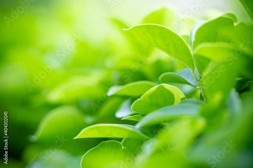 Close up fresh nature view of green leaf on blurred greenery background in garden with copy space using as background  natural green plants landscape  ecology  fresh wallpaper concept.
