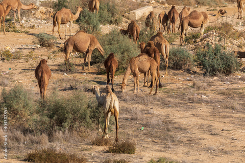 The camels herd