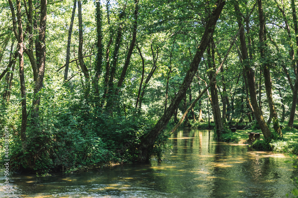 river in the forest river in the forest