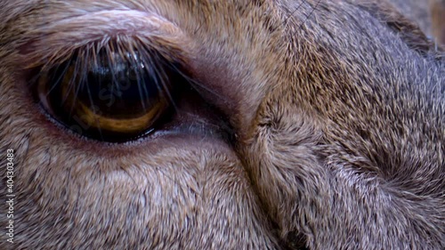 Close up of male dam deer head and eye in autumn photo