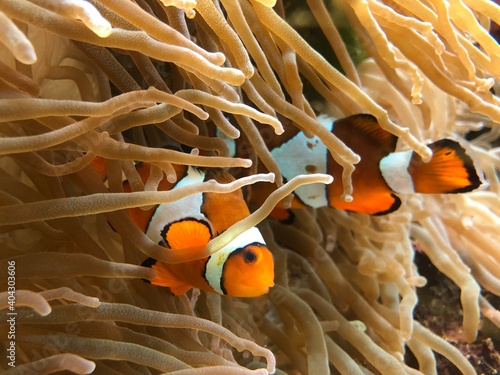 Obraz na płótnie fish in anemone clownfish nemo
