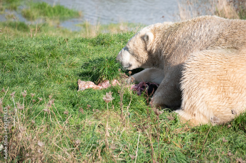 Fototapeta Naklejka Na Ścianę i Meble -  Polar Bear at Zoo