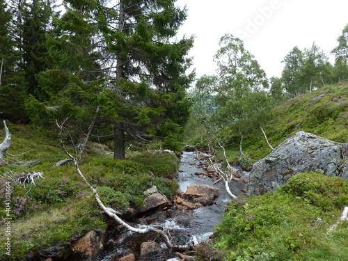 Bosque