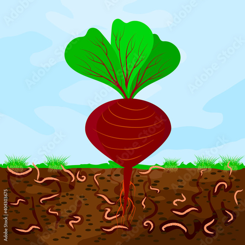 Ground cutaway with beetroot and earthworm. Earthworms in garden soil. Composting process with organic matter, microorganisms and earthworms. Organic vegetable concept. Stock vector illustration