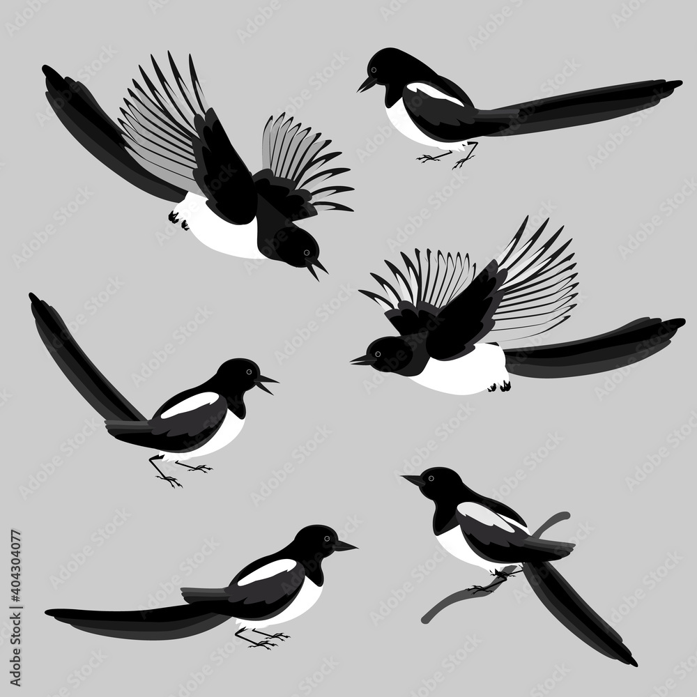 Fototapeta premium Magpies, a set of birds in various poses. Vector illustration in gradations of black and white colors isolated on a neutral gray background.