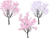 cherry trees with pink flowers isolated on white