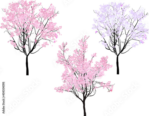 Fototapeta cherry trees with pink flowers isolated on white