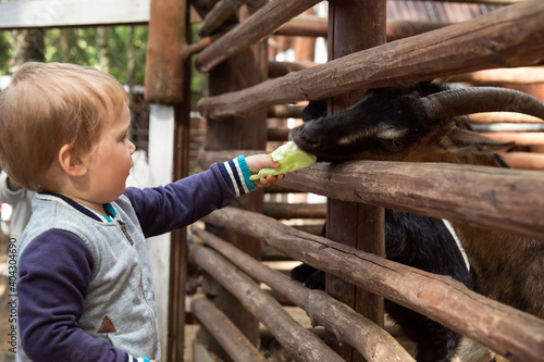 Little child toddler boy feeding goat cabbage on the farm