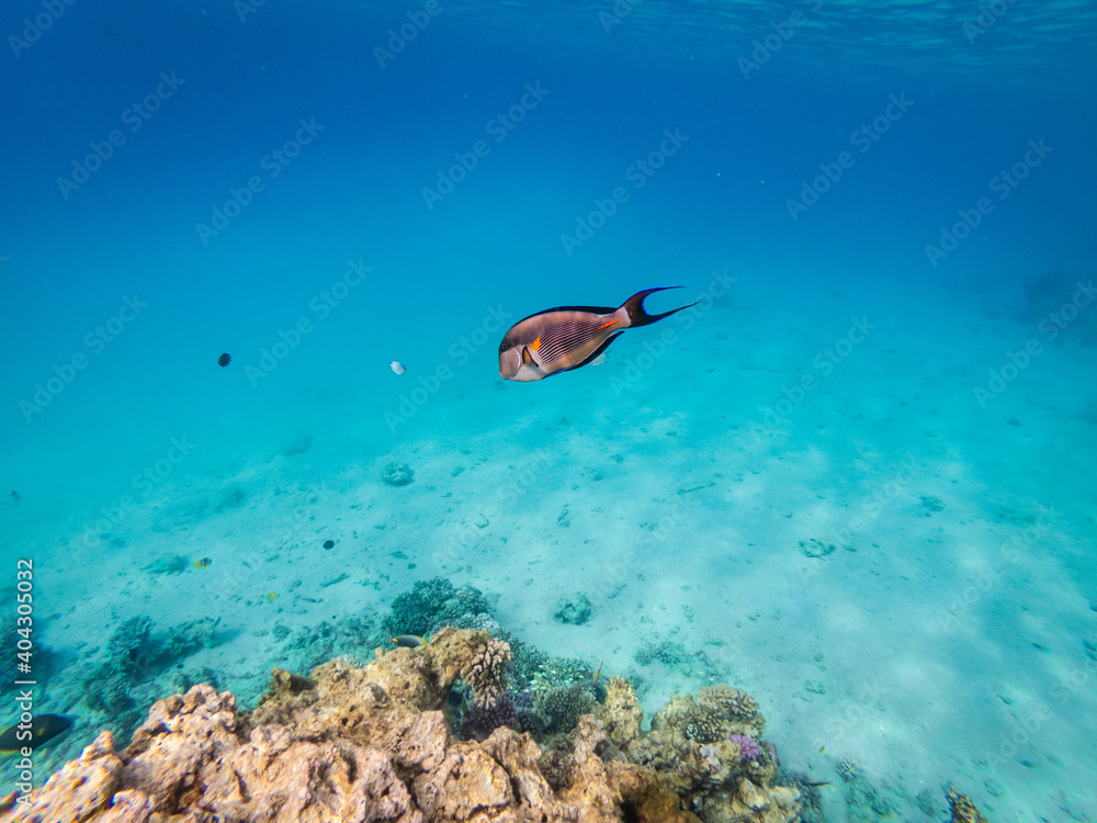 Underwater view on sohal surgeonfish at coral reef Red Sea Underwater view on sohal surgeonfish at coral reef Red Sea