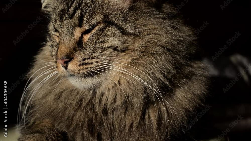 Cute ginger cat lying on backpack. Fluffy pet starring in camera and looks displeased. Cute ginger cat lying on backpack. Fluffy pet starring in camera and looks displeased.