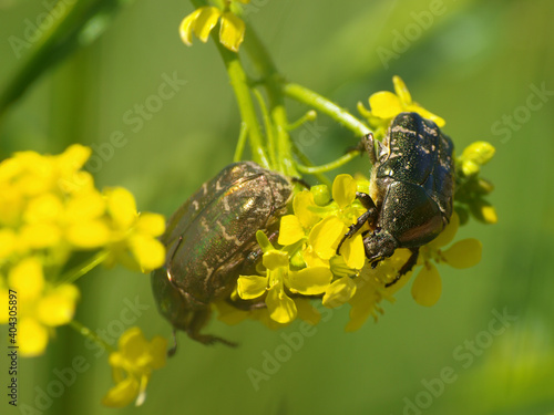 (Cetonia aurata) Cétoines dorées ou hannetons des roses de couleur vert métallisé avec des reflets bruns photo