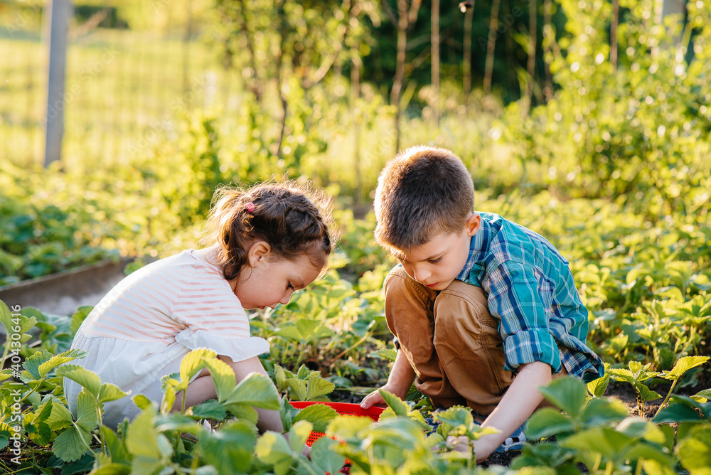 Cute and happy little brother and sister of preschool age collect and eat ripe strawberries in the garden on a Sunny summer day. Happy childhood. Healthy and environmentally friendly crop Cute and happy little brother and sister of preschool age collect and eat ripe strawberries in the garden on a Sunny summer day. Happy childhood. Healthy and environmentally friendly crop