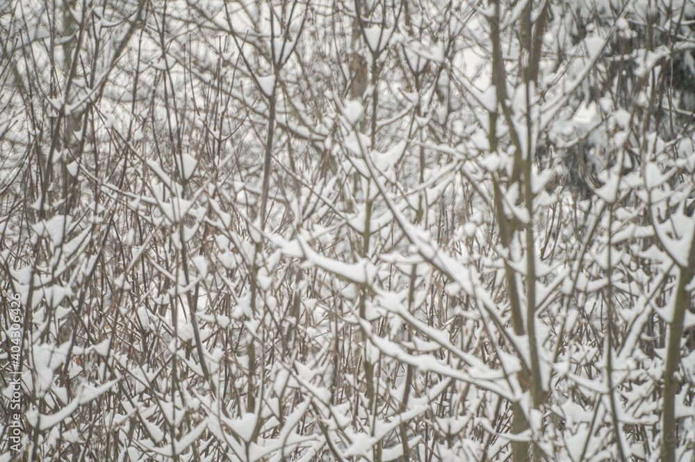 Texture of white snowy tree branches in winter Texture of white snowy tree branches in winter