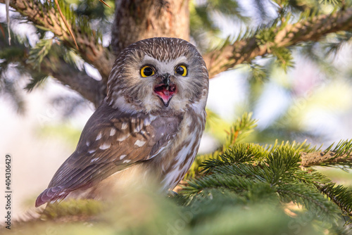 Laughing northern saw whet owl 