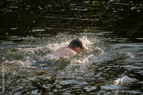 Fototapeta Naklejka Na Ścianę i Meble -  Sylwetka płynącego człowieka z głową zanurzoną pod wodą