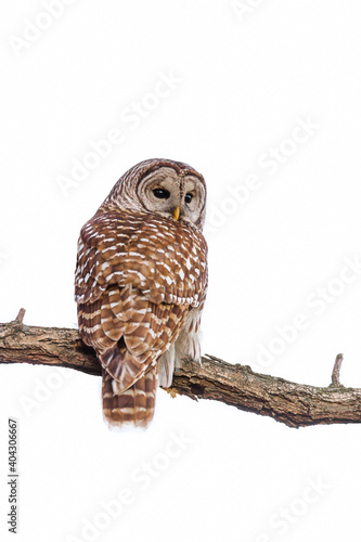 Barred owl on a perch against white background